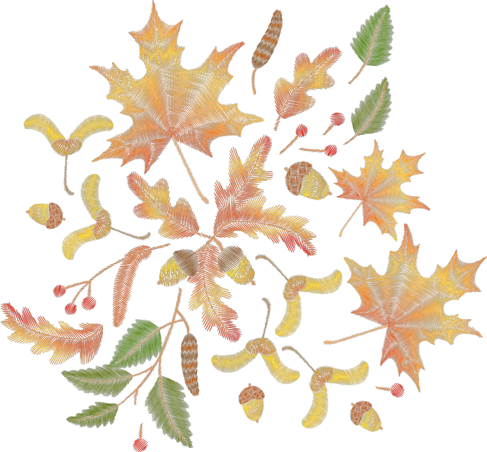 Autumn Maple Leaves and Acorns