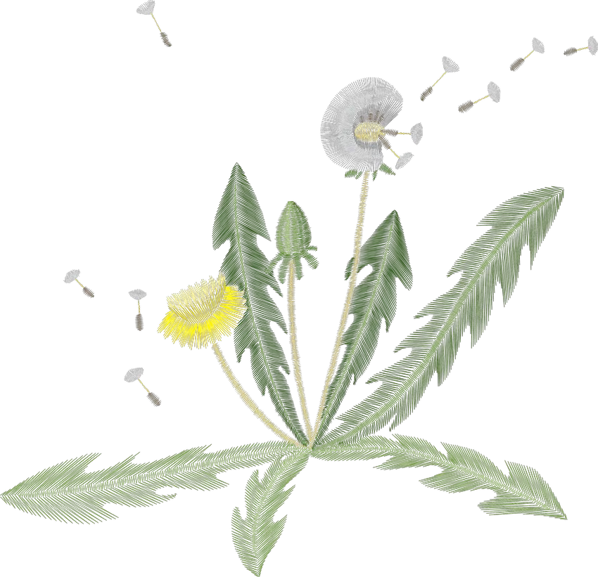 Dandelion and Drifting Seeds