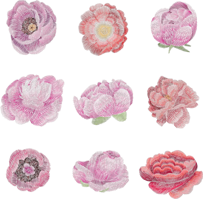 Nine Pink Peony Studies