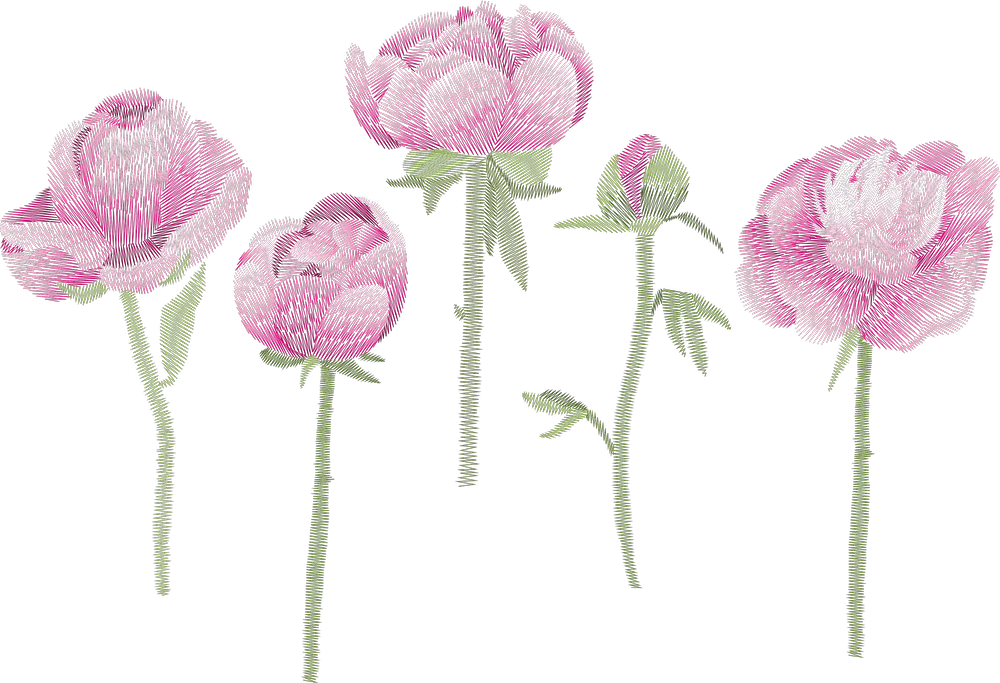 Pink Peony Stem Study