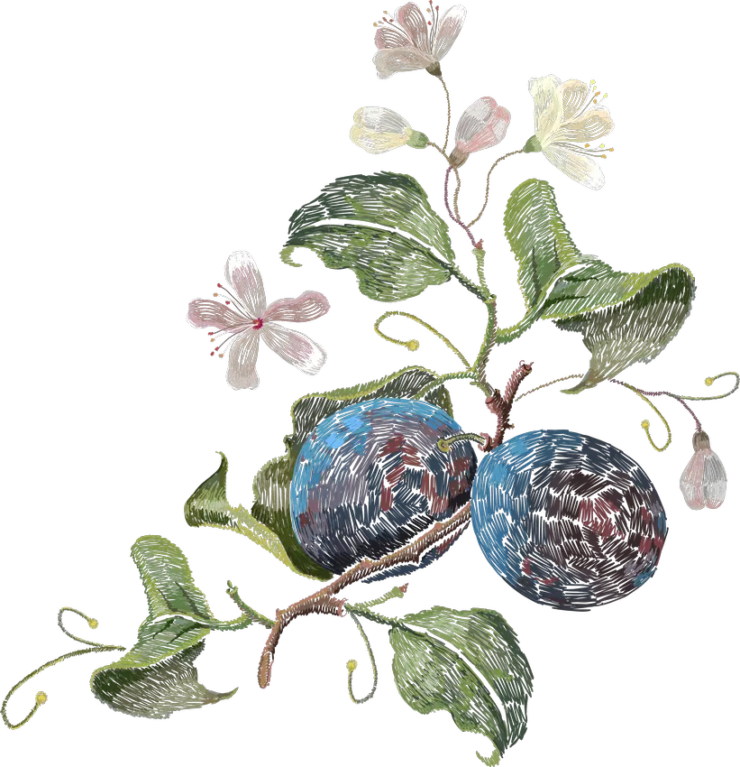 Ripe Plums on a Branch